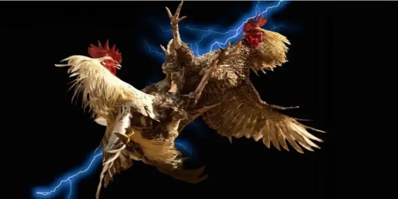 Trải nghiệm các đấu trường đẳng cấp hàng đầu