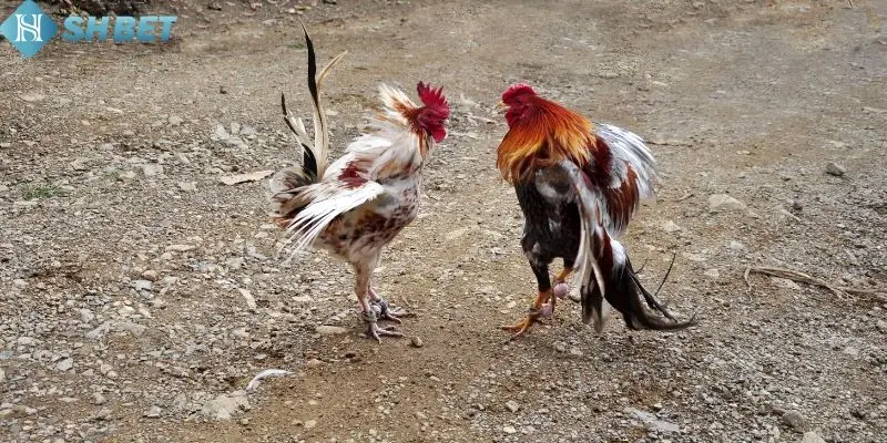 Các bước gia nhập đấu trường đá gà shbet80 nhanh chóng